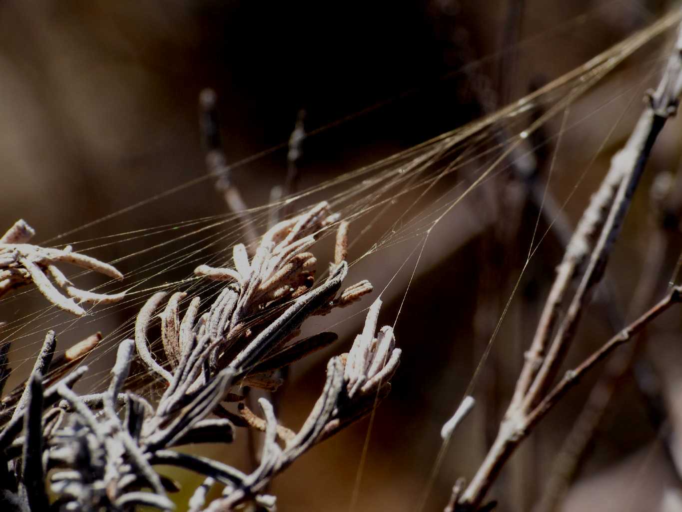 Resistenza filo di Argiope lobata  - S. Teresa Gallura (OT)